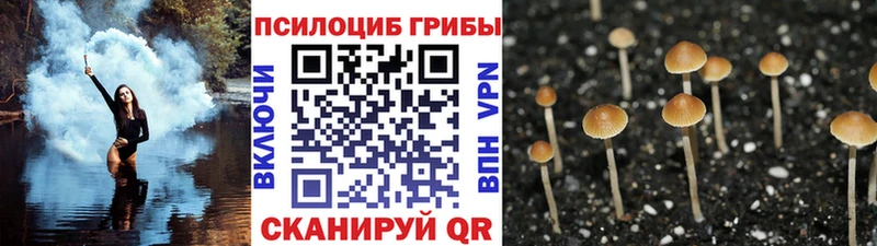 MEGA онион  Зерноград  Псилоцибиновые грибы MAGIC MUSHROOMS  где купить наркоту 